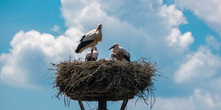 Tarnobrzeg. Wiosenny powrót bocianów. Populacja stabilna, ale zagrożenia są