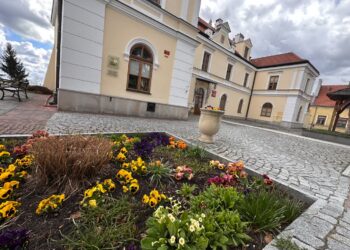 Sandomierz: Kolorowe bratki rozpoczęły wiosenne nasadzenia