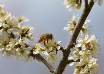 Tarnobrzeg. Mała pszczoła, wielka praca