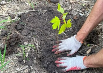 Dębica: Sadzenie  lasu w powiecie dębickim…