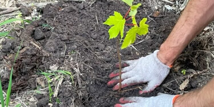 Dębica: Sadzenie  lasu w powiecie dębickim…