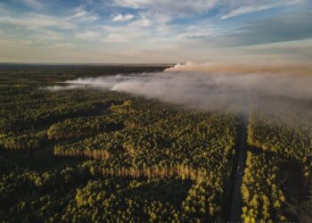 Tarnobrzeg. Ponad 250 hektarów lasów w ogniu. W akcji strażacy z komendy miejskiej PSP