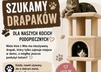 Sandomierz: Koci przyjaciele proszą o drapaki