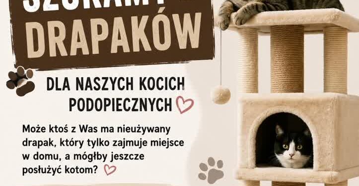 Sandomierz: Koci przyjaciele proszą o drapaki