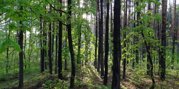 Mielec:Nadleśnictwo Mielec przygotowuje się do przeprowadzenia certyfikacji lasów