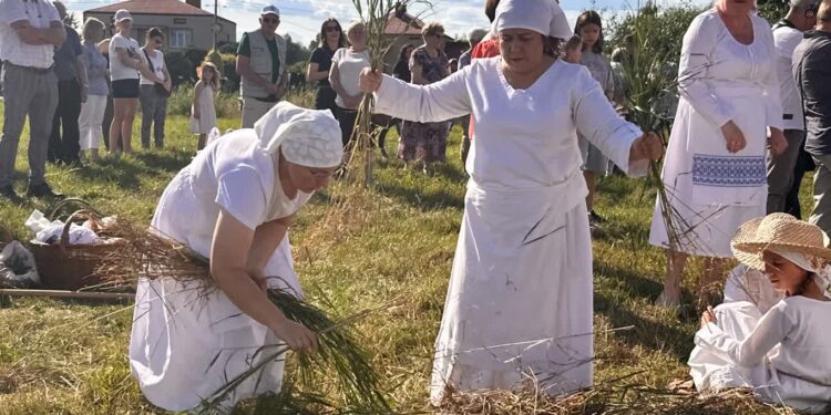Sandomierz: Staropolskie żniwa w Nadbrzeziu po raz szósty przyciągnęły widzów