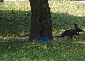 Tarnobrzeg. W czasie upałów dopajajmy ptaki, ale ich nie dokarmiajmy