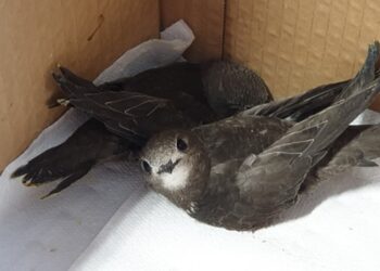 Tarnobrzeg. Fale gorąca zbierają żniwo wśród ptaków