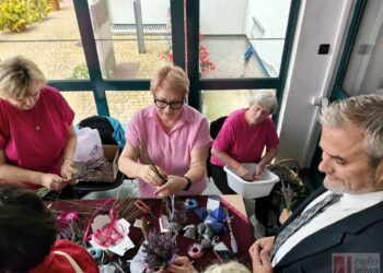 Sandomierz. Profilaktyka przy lawendzie