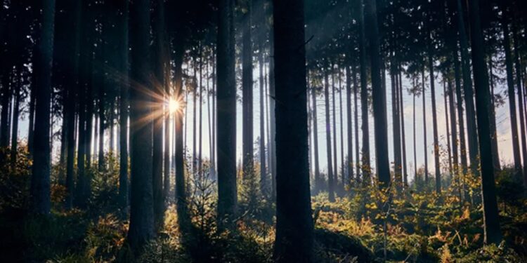 Tarnobrzeg, region. Nowa publikacja zaprasza do odkrywania Puszczy Sandomierskiej