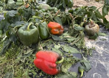 Gałkowice: Samozbiór papryki po raz kolejny